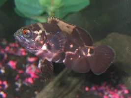 MY GANG OF FISHIES