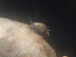 Snail Identification