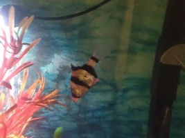 Tiger Barb Deaths: 3 in <24 hours