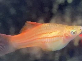 Pregnant Swordtail?