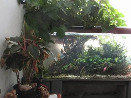 House Plants as Supplemental Water Filters