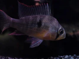 Bolivian ram dominant female