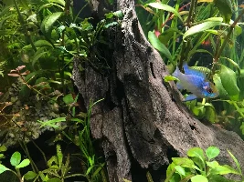 Electric Blue Ram - looks like fungus or hole in the head