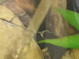 Here I go again 150 gallon reset.
