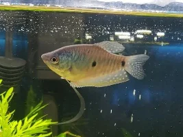 3 Dotted Gourami male or female?