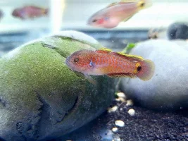 New Photos of my fry I took yesterday. (I promise this is my last thread on them)
