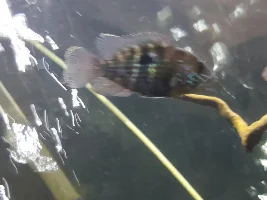 Help me sex these fish