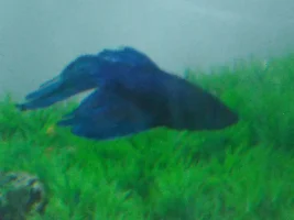 My fighter looks ill and weak need urgent help!!!