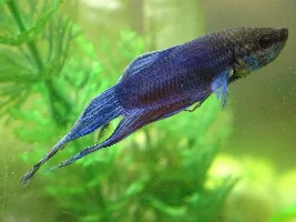 Beta - Algea on tail & Discolouration