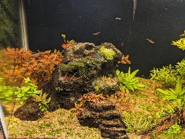 20G Ecosystem dirted offshoot from 40G thread