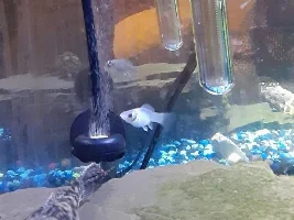 Not new to aquarium but new to CO2