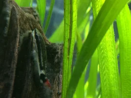 Injured oto
