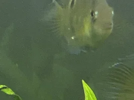2 White lumps on my keyhole cichlid. Fungal infection?