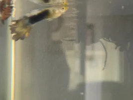 Guppy tail ragged