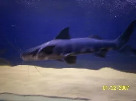 Post A Pic Of Your Fish And Rate Fish Above You