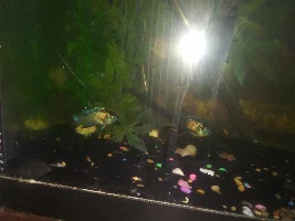 Guppy today