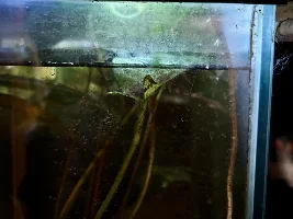 anubias, anubias,  anubias...