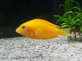 Orange Chromide Disease