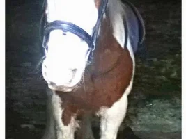 November 2014 - Pet Of The Month Competition Entries