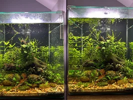 60L Daisy's Ricefish Tank