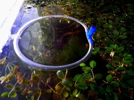 Will too much light stress my fish?