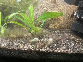 30g Lake Inle Aquaponic Biotope