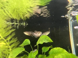 Pearl gourami - gills