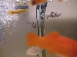 Loosing a fish almost weekly