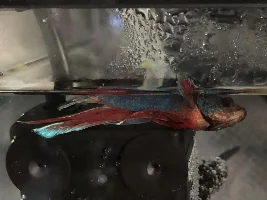 Help Betta isn’t Moving