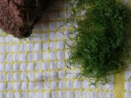 BN Killed by Mesh on a Rock