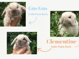 Baby bunnies!