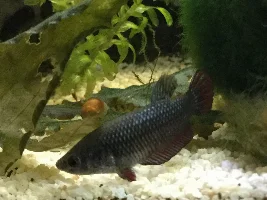 Try for the "blackwater" look