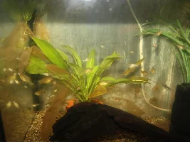 Wild Xiphophorus maculatus, Rio San Pedro