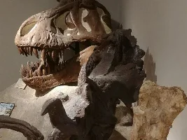 Phone Photography