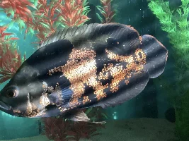 Can someone please ID this fish for me?