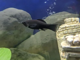 RIP Queen of Death, my Black Molly