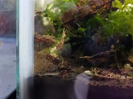 Slimmed Down Fish Room Journal