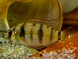 new cichlids ( like usual ) are starting out good…