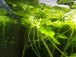 First pearl gourami bubble nest?