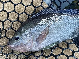 Tilapia with shiny raised white spots on lip, forehead