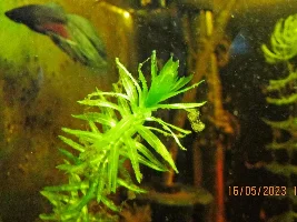 My (very) low-cost 7.92 gallons tank