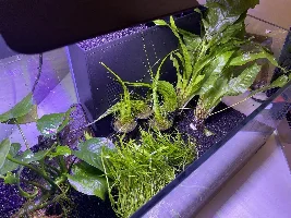 Shrimp and aquascape tank