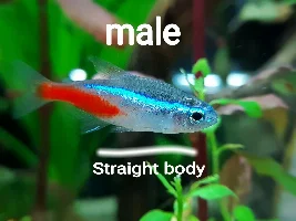Neon Tetras chasing each other?