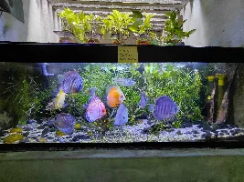 VOTE NOW: May 2026 Tank of the Month Contest (31 gallons and larger)