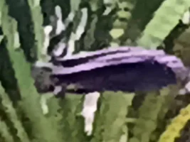 Live plants for african cichlids tank