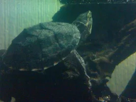 I Have Two New Turtles! :p