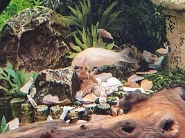 My corydoras keep dying