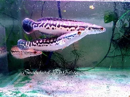 Snakehead Paradise: Giant Snakeheads Feeding