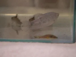 Fish rescue rainbow shark
