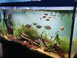 Planted silver dollar tank experiment